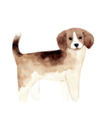 トレーナーによる子犬のしつけ教室